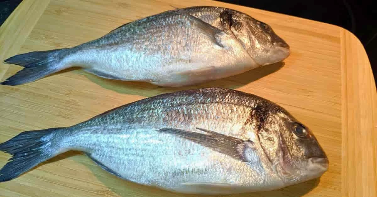 Trophäenfisch 1