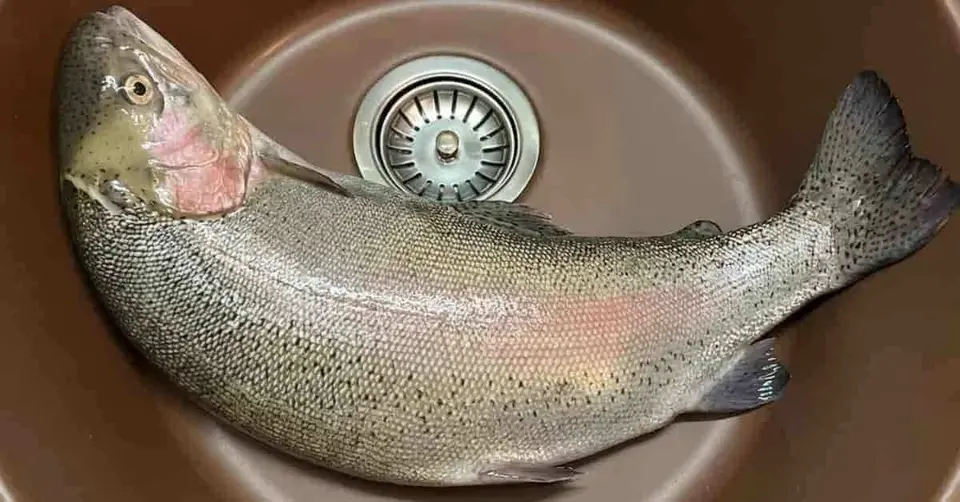 Trophäenfisch 3