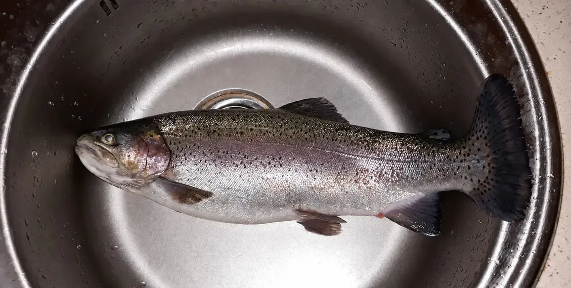 Trophäenfisch 4